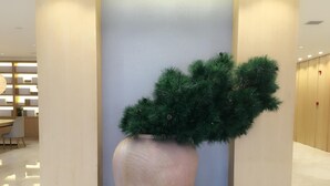 A large potted plant with green foliage in a modern lobby with a light-colored floor and wooden paneling. - Ji Hotel Shanghai Oriental Pearl Tower (Shanghai)