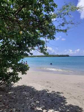 A beach with clear blue water, a sandy shore, and a tree in the foreground. - Studio eliconia<br>Quartier anse bellune <br>Rue la bellune Trinité 97220 (trinite)