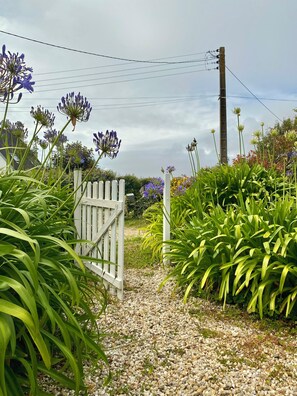 A gravel path leading to a white gate, surrounded by lush greenery and purple flowers.