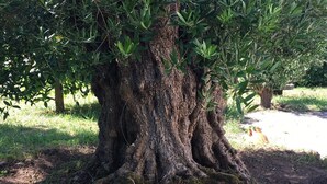 A large tree with a thick trunk and extensive root system. - Close to beaches (300 m) (plozevet)