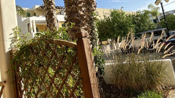 Un palmier, une clôture en treillis de bois et une zone pavée avec de l’herbe et des plantes.