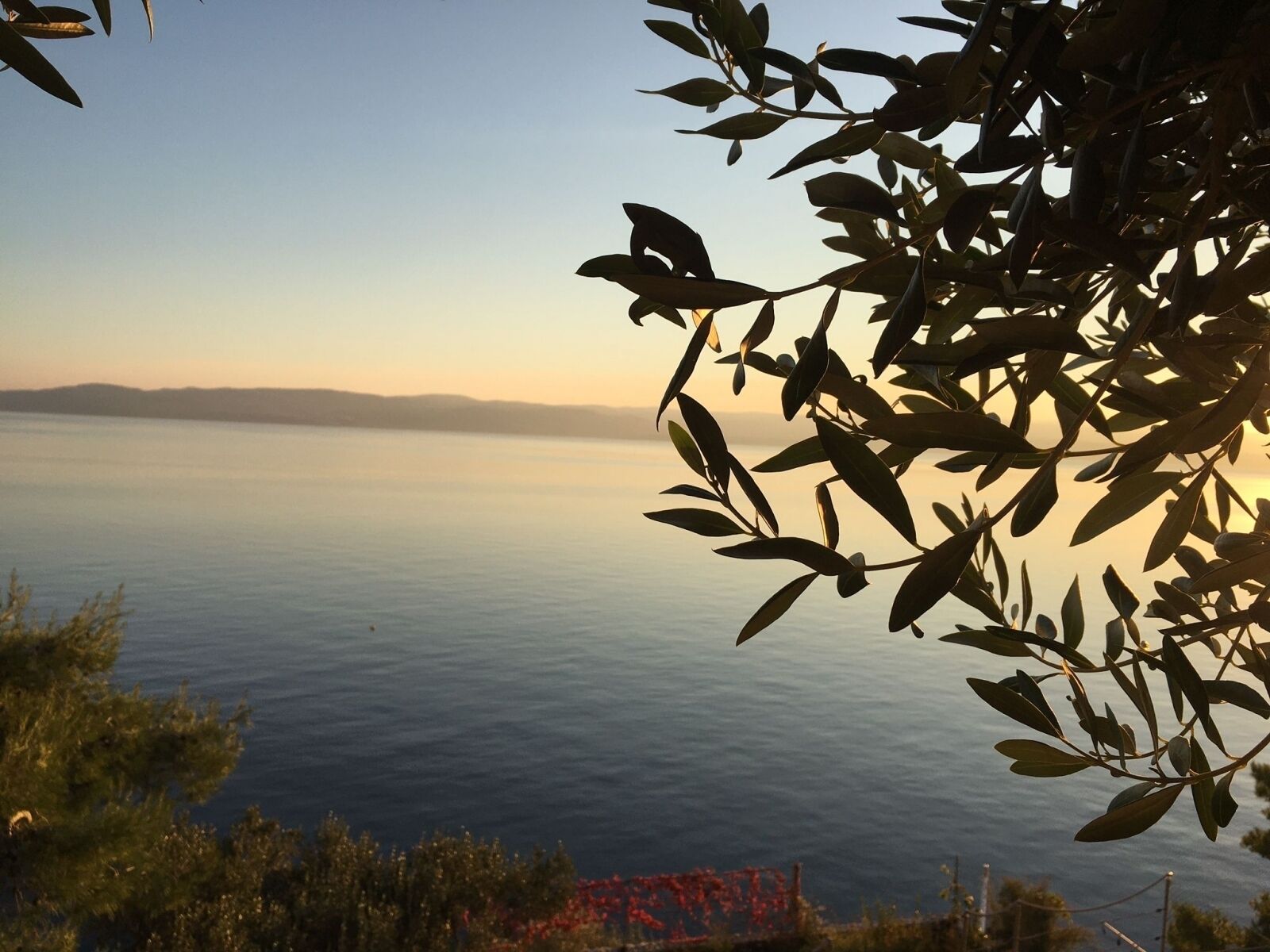 A view of a calm body of water with a distant shoreline and a tree with olive branches in the foreground.