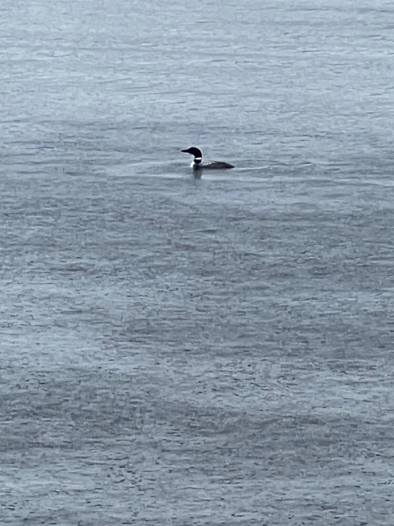 Ein Vogel auf dem Wasser.