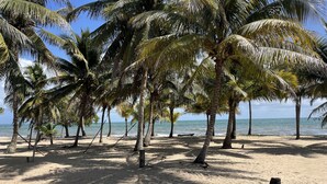 Une plage bordée de palmiers et dotée d’un rivage sablonneux.