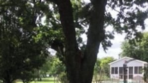 Un árbol grande en una zona verde, con una casa al fondo.