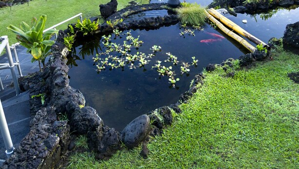 Een aangelegde tuin met een vijver, palmbomen en uitzicht op de oceaan.