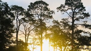 A sunset view with trees and a brick wall. - Beach house sleeps 12 people. Watch the ocean and sunrise at the front patio.  (Carrabelle)