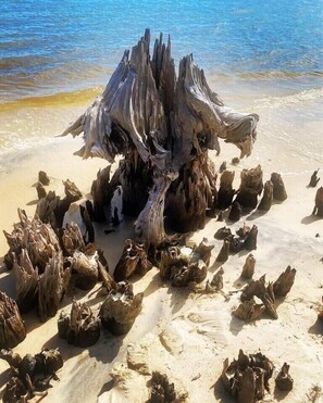 A large, weathered tree trunk on a sandy beach with the ocean in the background. - Beach house sleeps 12 people. Watch the ocean and sunrise at the front patio.  (Carrabelle)
