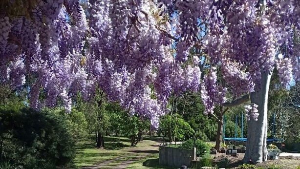 A garden with purple wisteria vines hanging over a pathway. - Beautiful Homestead on Two private acres (Drysdale)