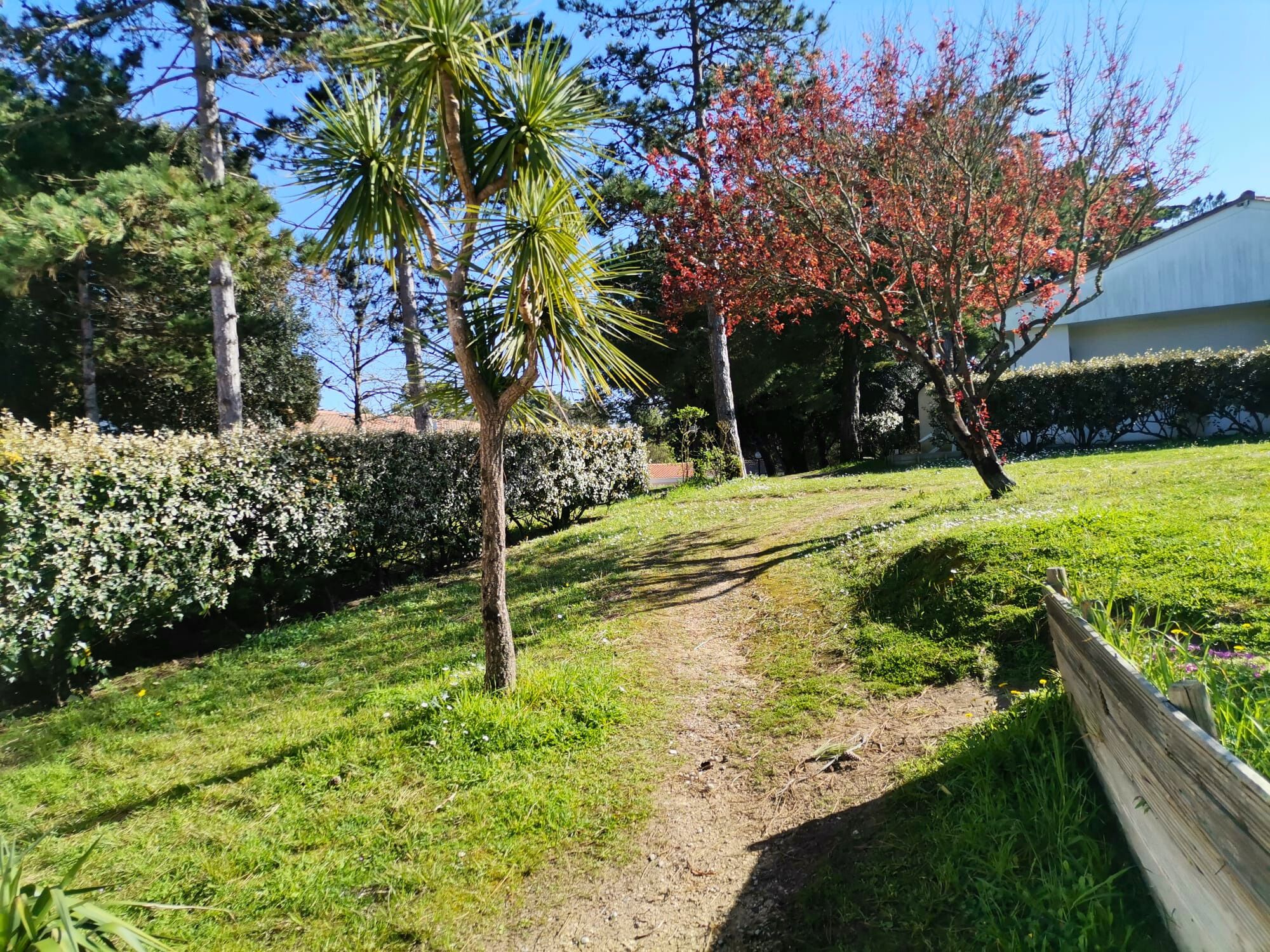 Un sentier bordé d’herbe, avec un palmier et un arbre à fleurs rouges.