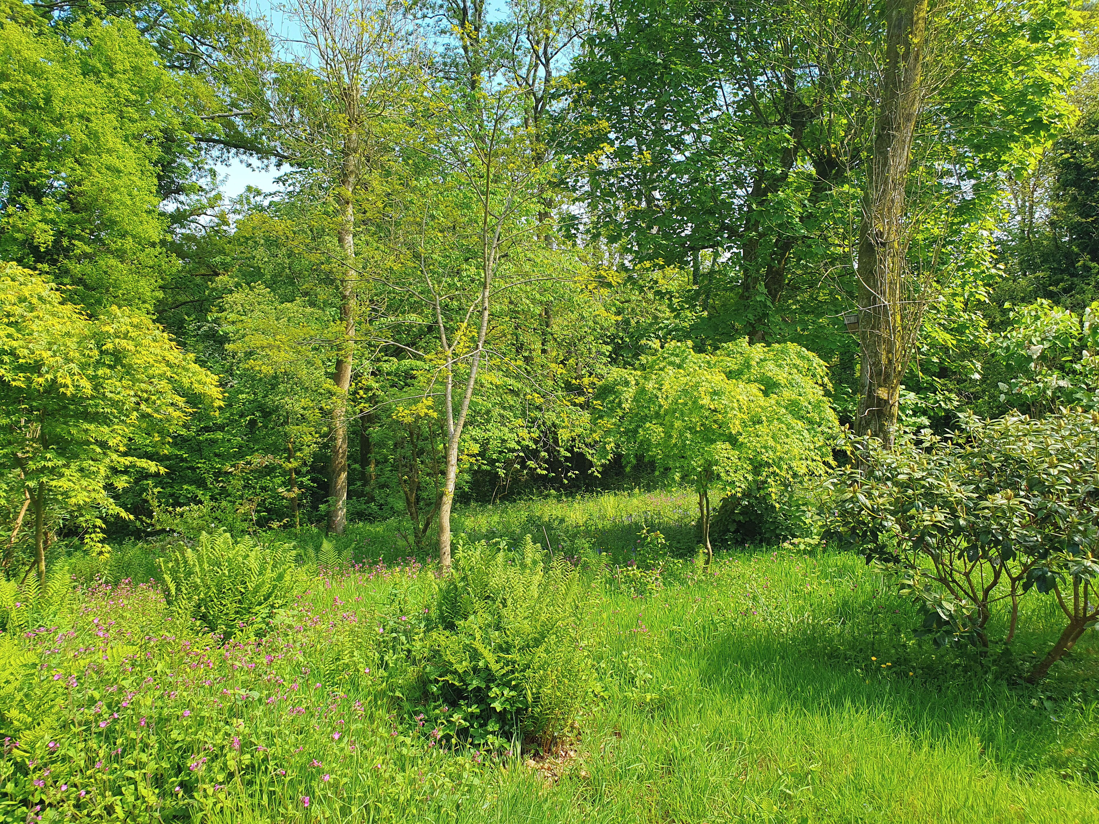 A lush green forest with dense foliage and a variety of trees.