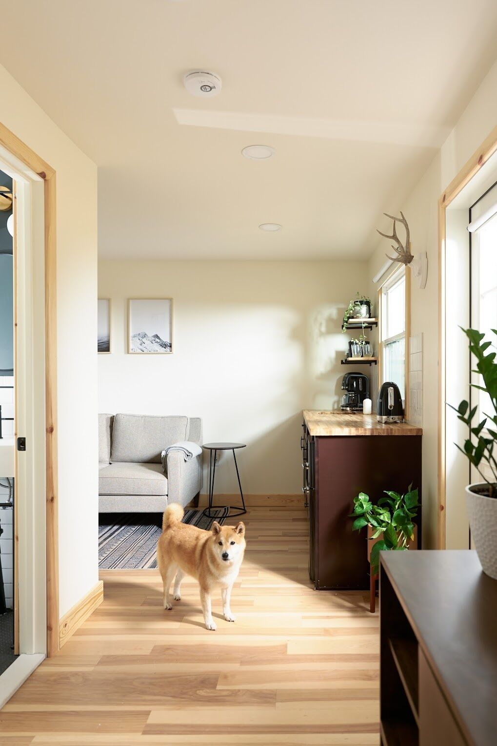 Un salon confortable avec un canapé, une table basse et un chien.