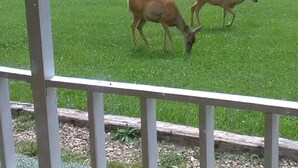 Two deer grazing in a grassy enclosure with a wooden fence. - Sleeping Ute Micro Suite in beautiful SW Colorado (Dolores)