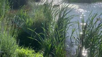 A natural landscape with a body of water, surrounded by tall grasses and vegetation.