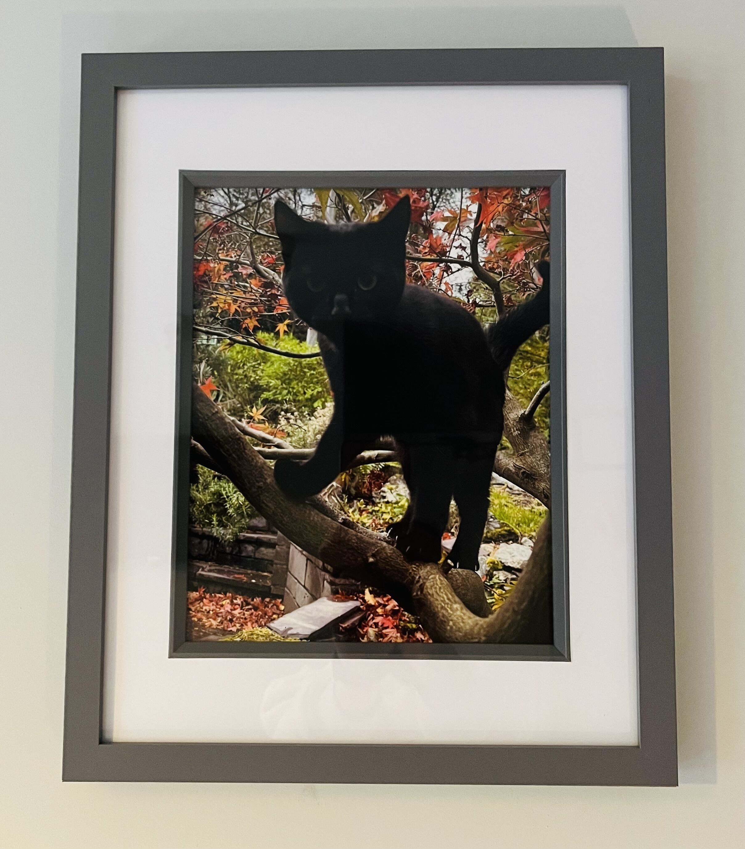 A framed photograph of a black cat on a tree branch.