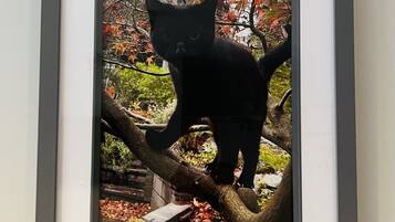 A framed photograph of a black cat on a tree branch.