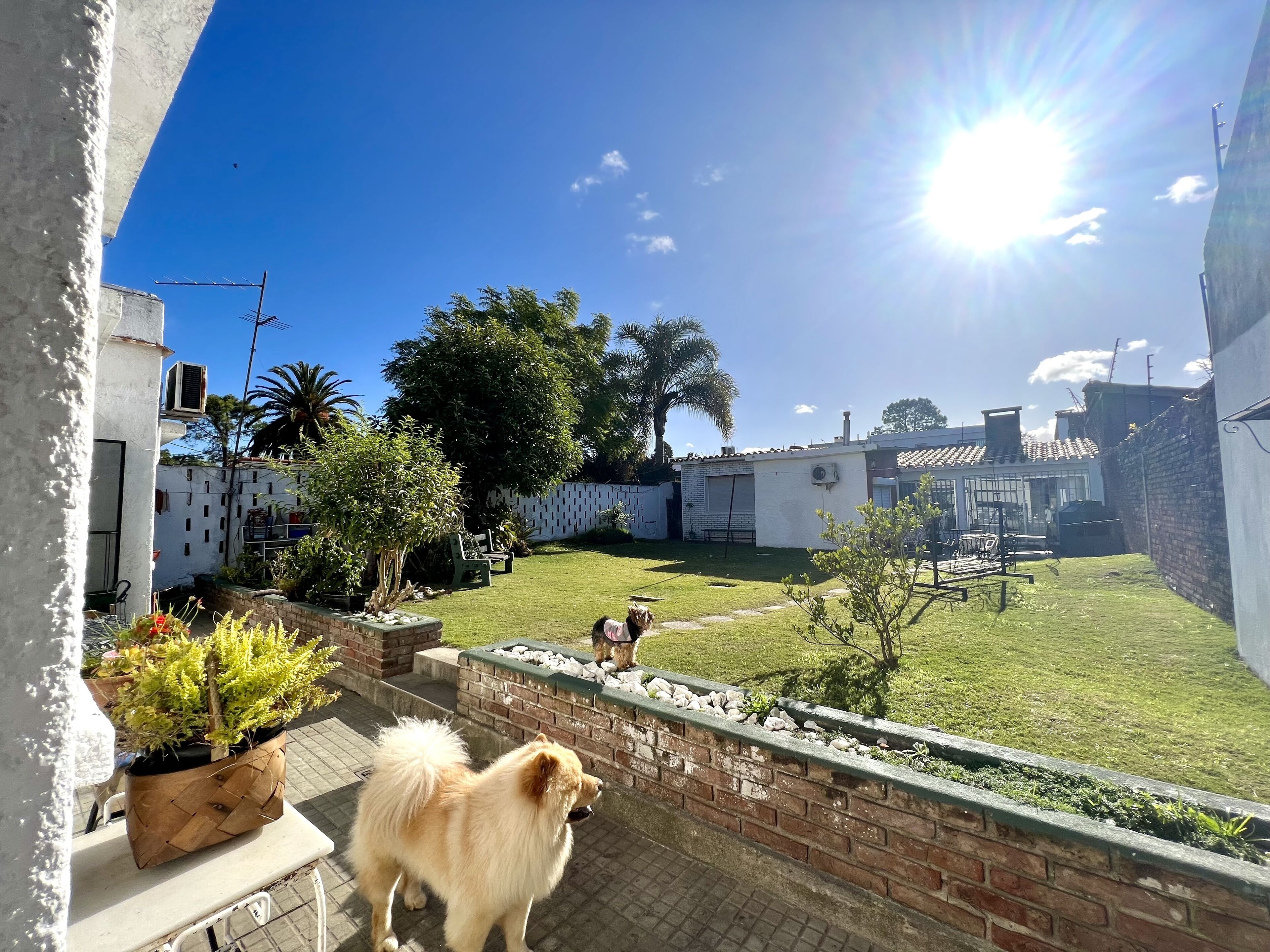 Un patio trasero con un perro, césped y un muro de ladrillo.
