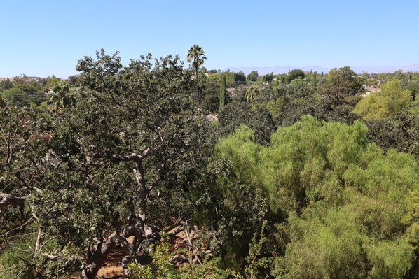 Un paysage naturel caractérisé par une végétation luxuriante et de nombreux arbres, dont un palmier particulièrement imposant.