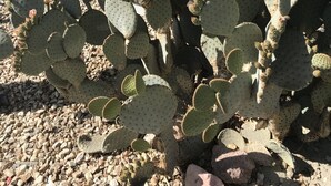 Eine Kakteengarten mit einem Gebäude im Hintergrund.