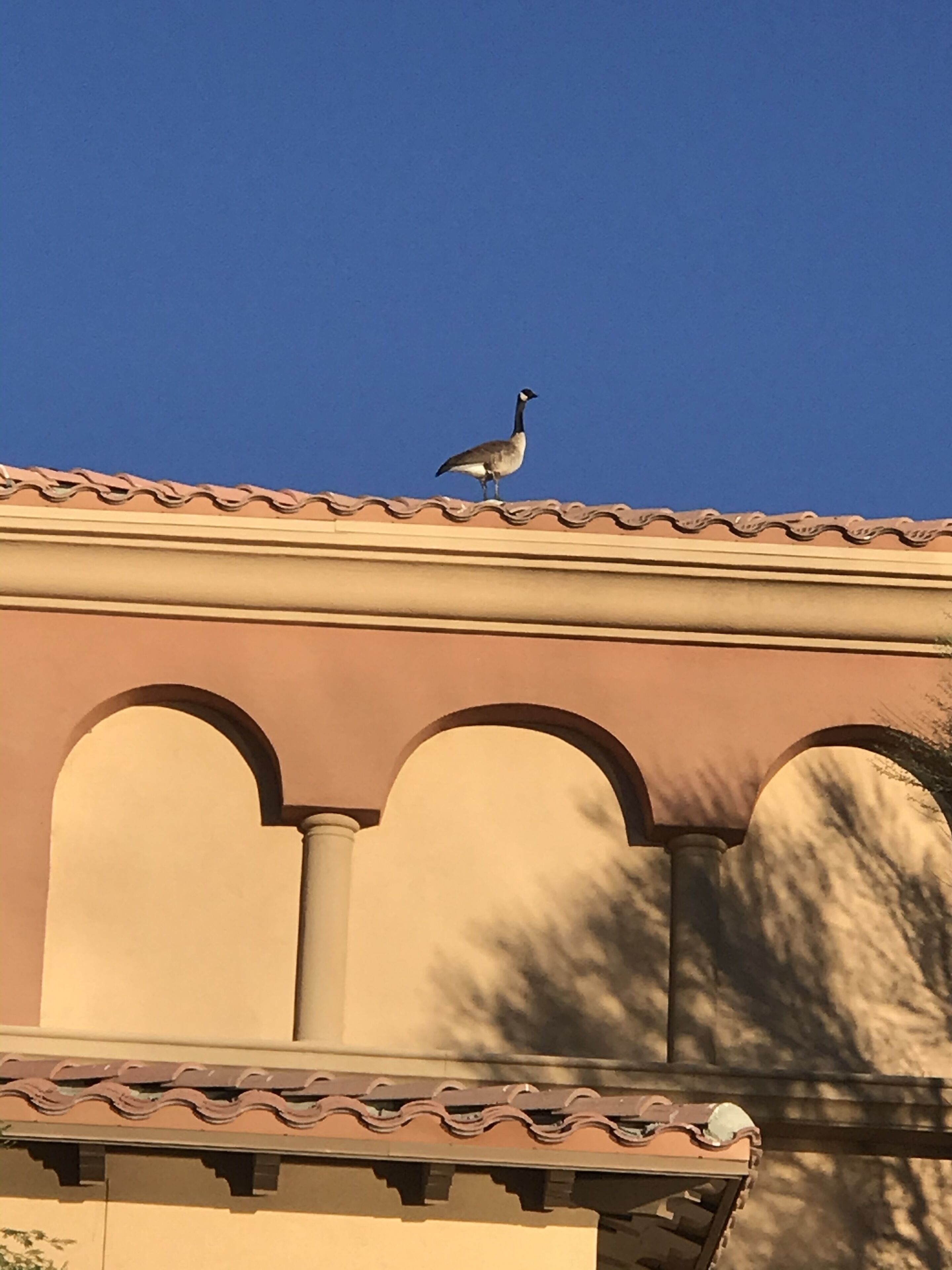 Um pássaro pousado no telhado de um edifício.