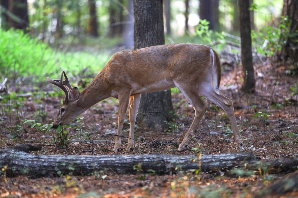 We have a large group of deer who live here and visit regularly.