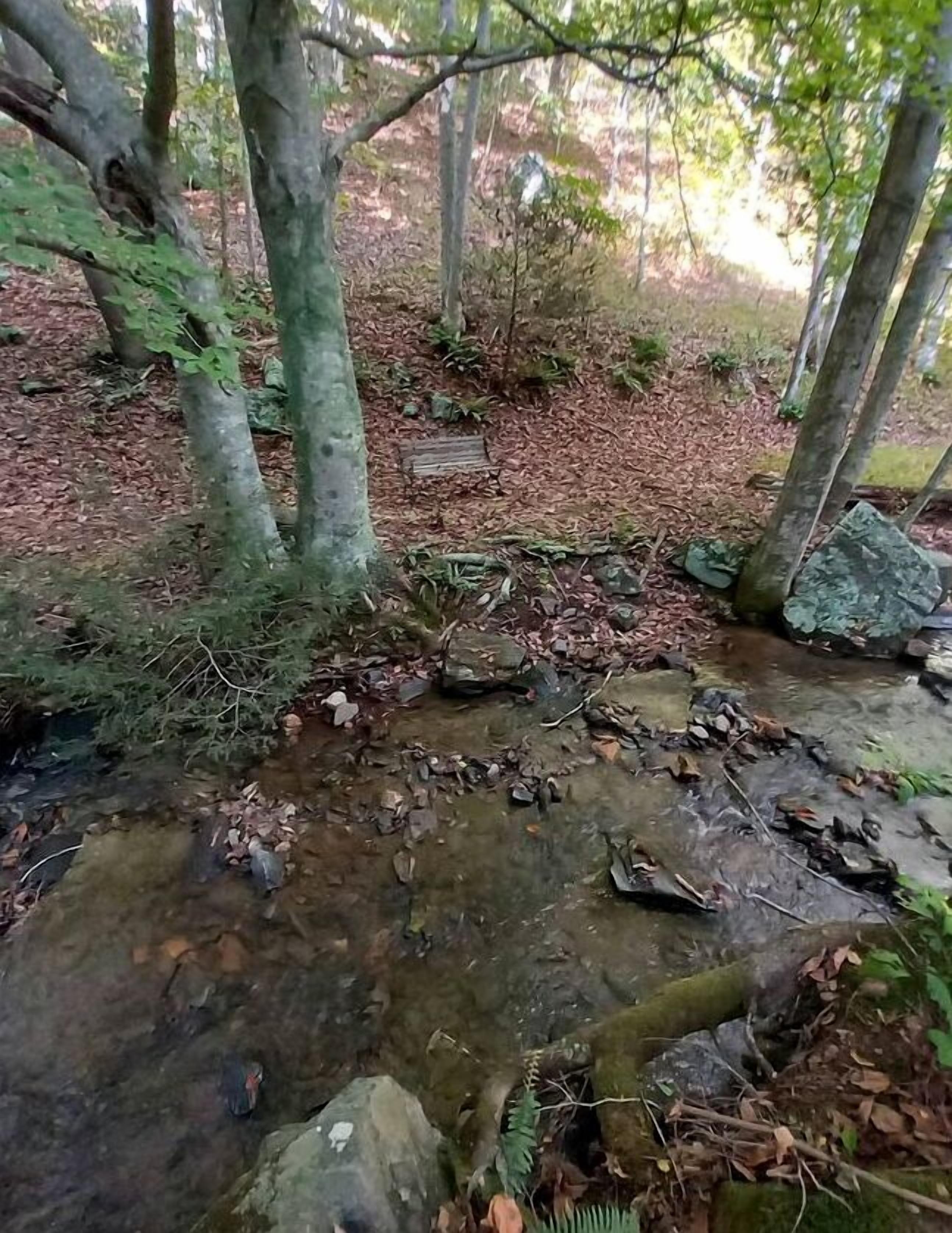 Un ruisseau de forêt, avec des rochers et des feuilles, entouré d’arbres.