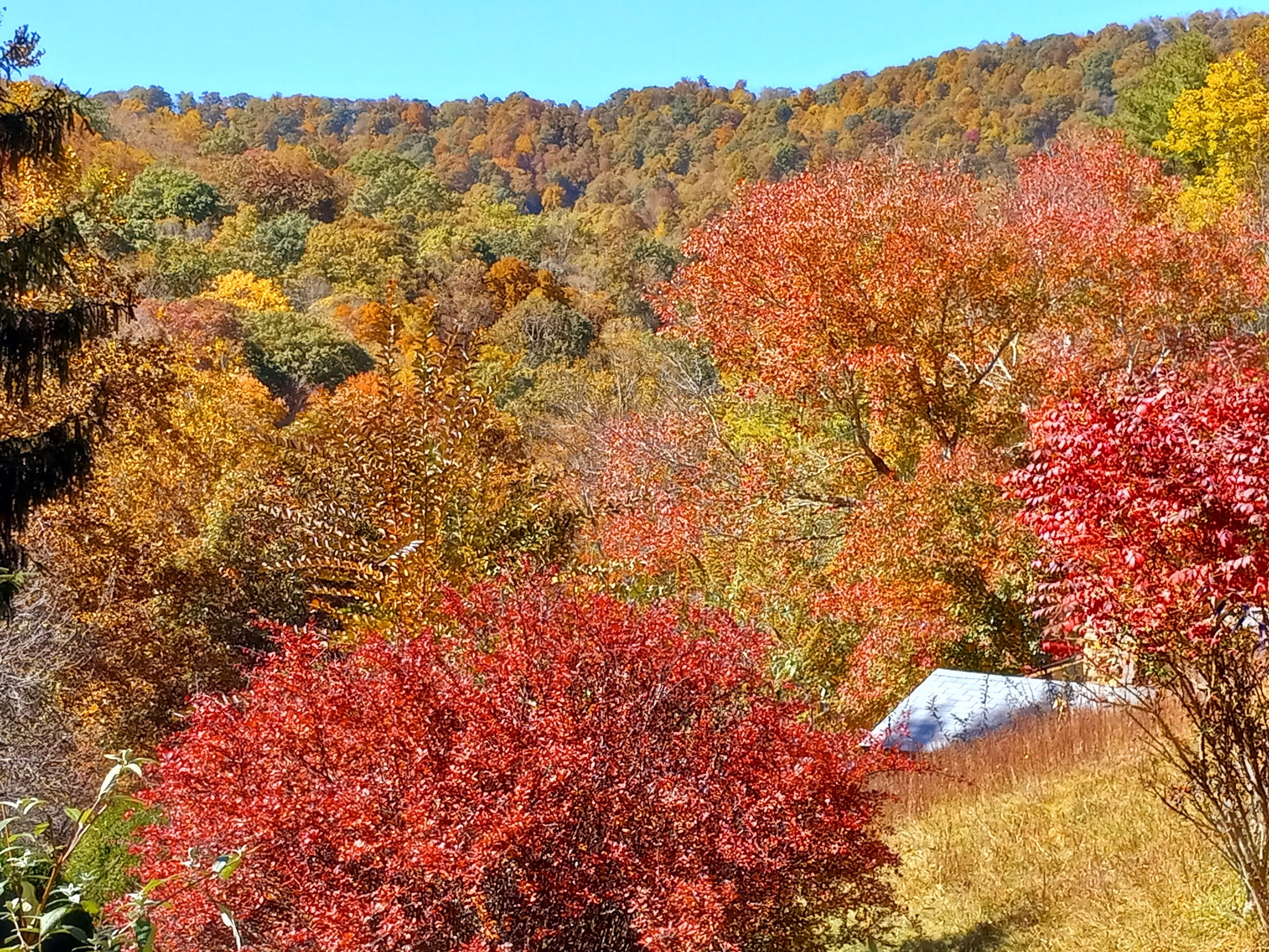 A forested landscape with a variety of trees displaying autumn colors.