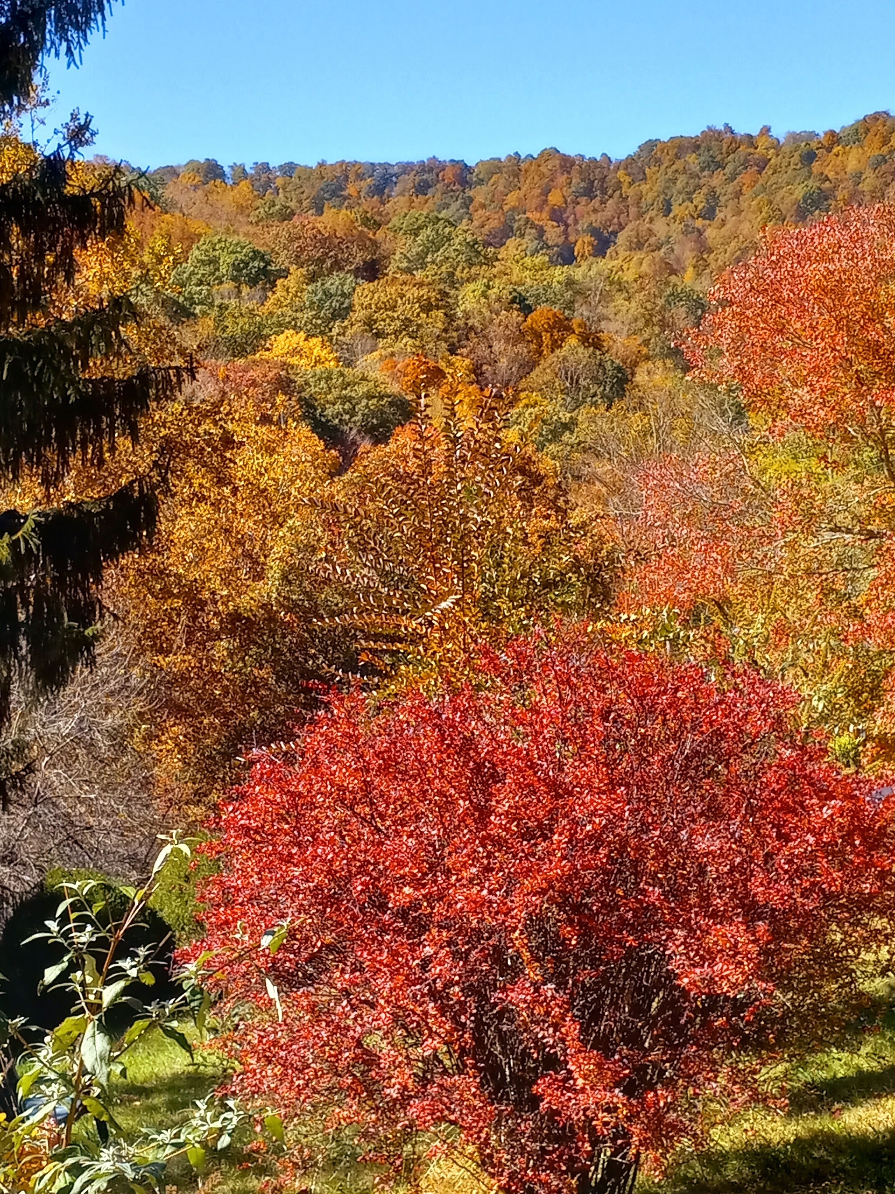 A landscape with a variety of trees displaying autumn colors.