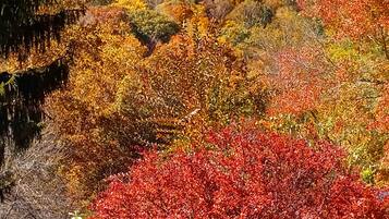 A landscape with a variety of trees displaying autumn colors.