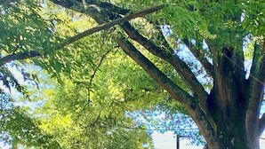 Un edificio pequeño de una sola planta, con una puerta azul, un porche con un banco de madera y un árbol grande al frente.