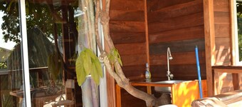 Noah's hut in a hundred-year-old mango tree