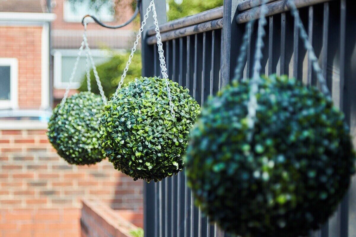 Three spherical green plants hanging from a metal structure.