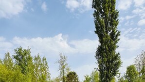 Een vredig park met een vijver, weelderige begroeiing en een heldere lucht.