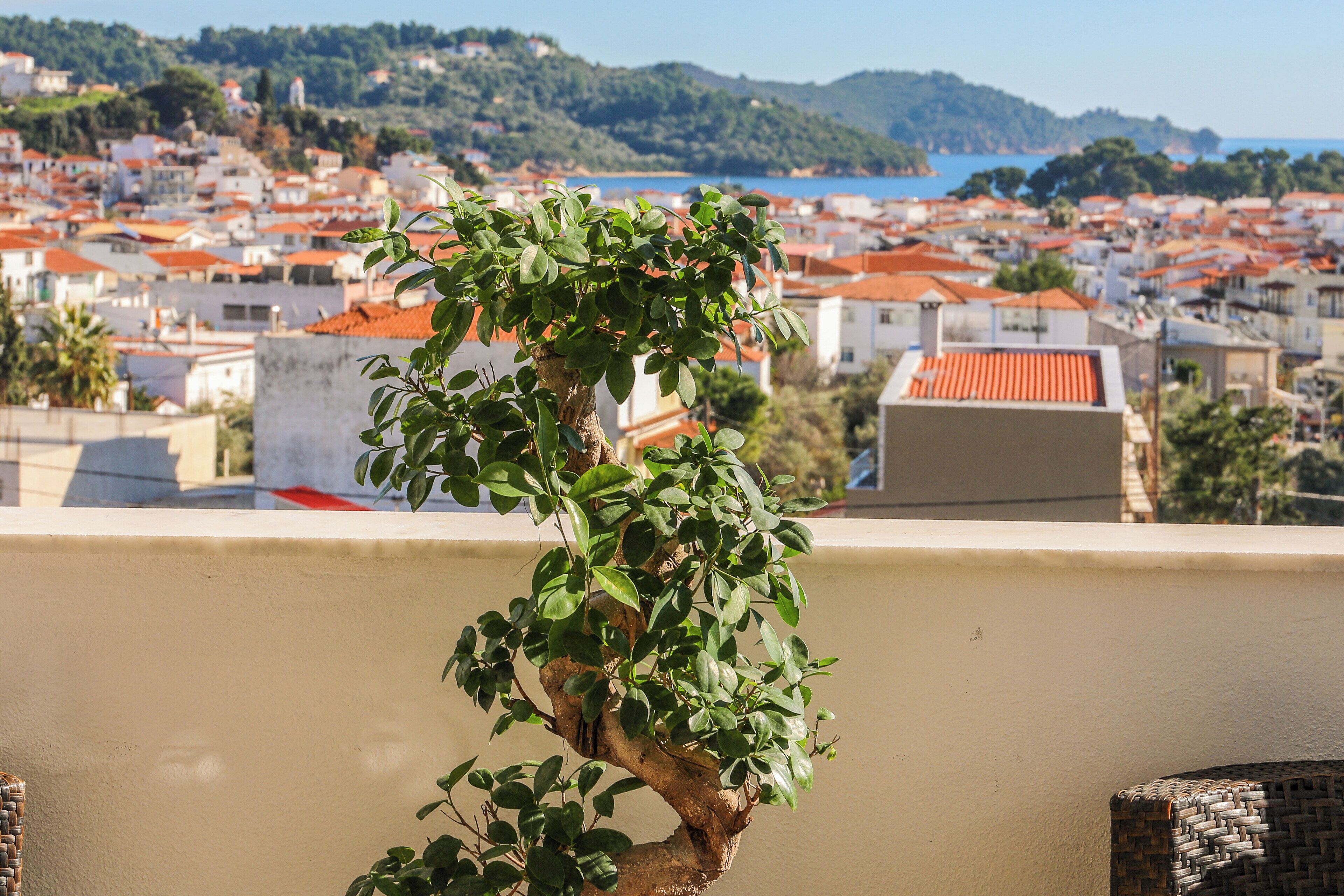 Un bonsái en un balcón con vistas a un pueblo costero de tejados rojos y al mar.