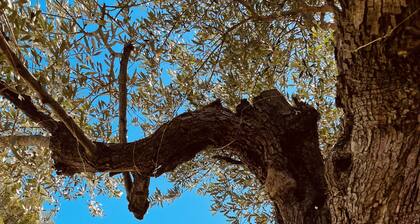 Very large villa with swimming pool and air-conditioned rooms + large garden with trees