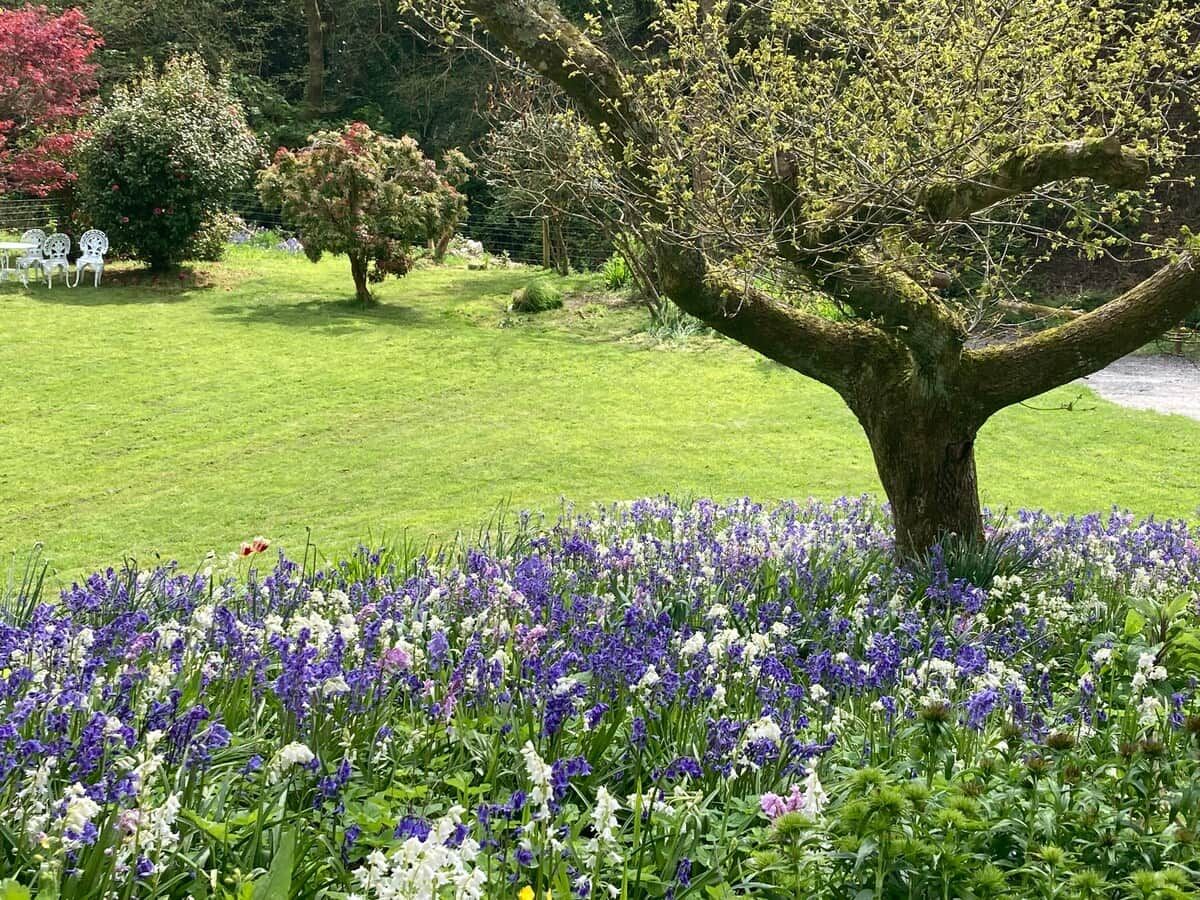 Un jardin avec un grand arbre et une grande variété de fleurs.
