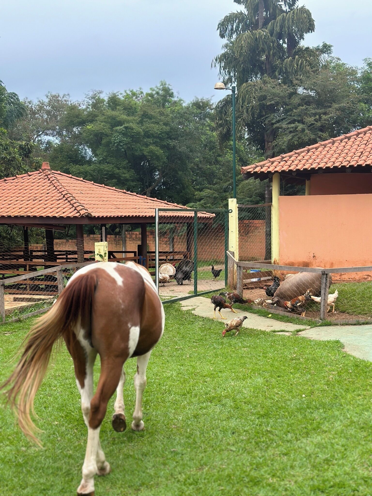 A stable with a horse, surrounded by a fenced area with chickens and a pig.
