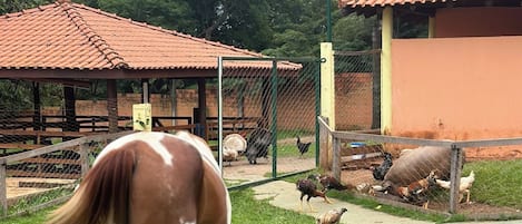 A stable with a horse, surrounded by a fenced area with chickens and a pig.
