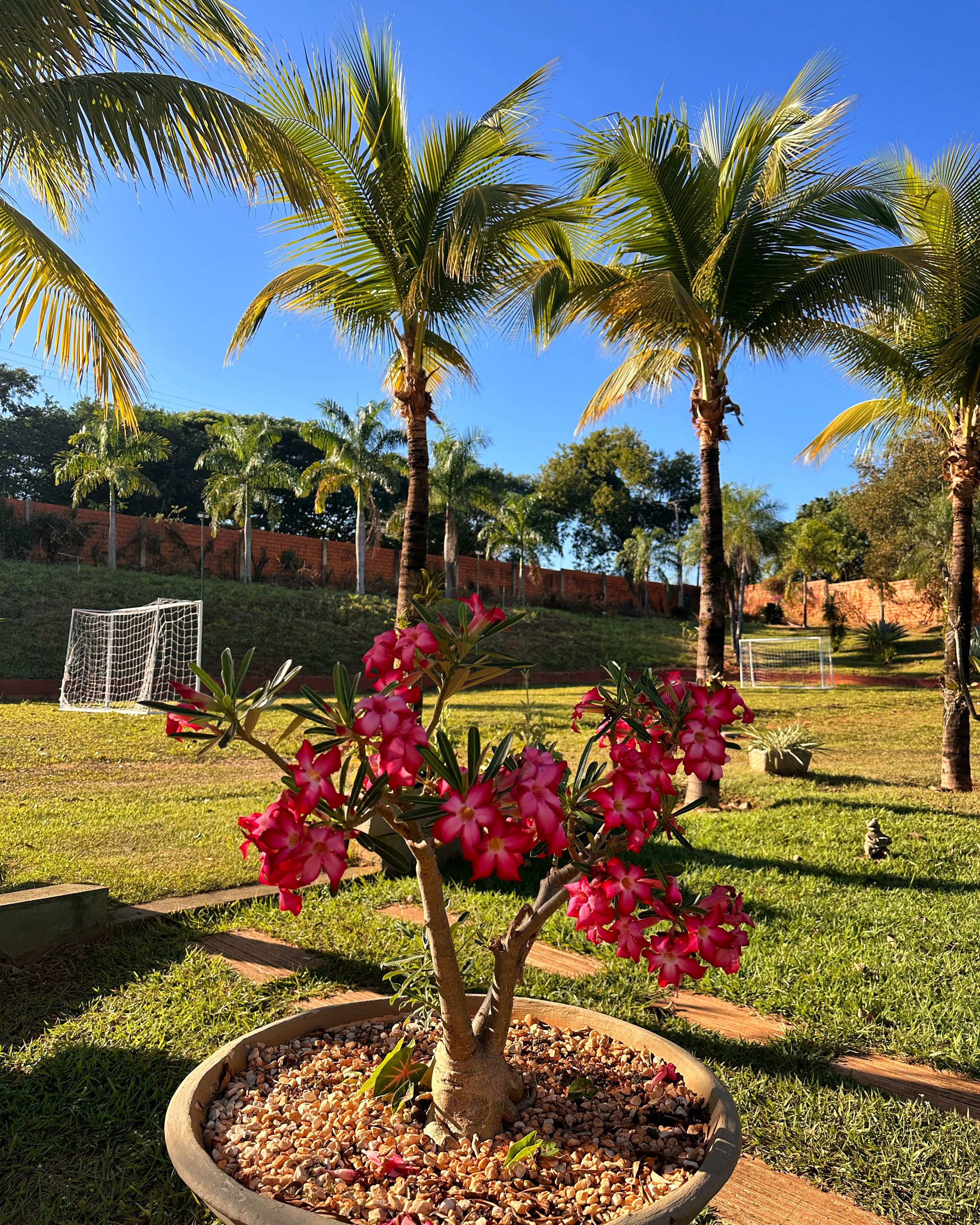 Een tuin met een boom in een pot, omringd door gras en palmboompjes.
