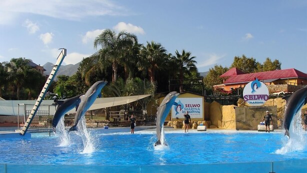 A dolphin show at a marine park with a clear pool, a lifeguard stand, and a sign for 'Selwo Marina Del Mar.' - Family-Friendly Apartment with Private Terrace, Shared Pool, A/C & Wi-Fi (Benalmádena)
