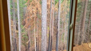 Une vue sur une forêt, avec de grands arbres, depuis une fenêtre, et un plancher en bois à l’intérieur.