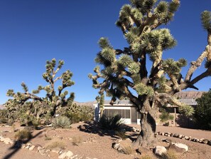 Property grounds - Secluded home in the Joshua Tree Forest close to the Grand Canyon West Skywalk (Meadview)