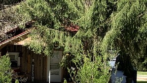 A rustic cabin with a 'WELCOME' sign, surrounded by dense greenery and a gravel path. - Cozy, romantic cabin in beautiful Roan Mt Tennessee & hot tub (Roan Mountain)
