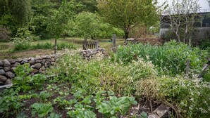 A garden with various plants and a stone wall.