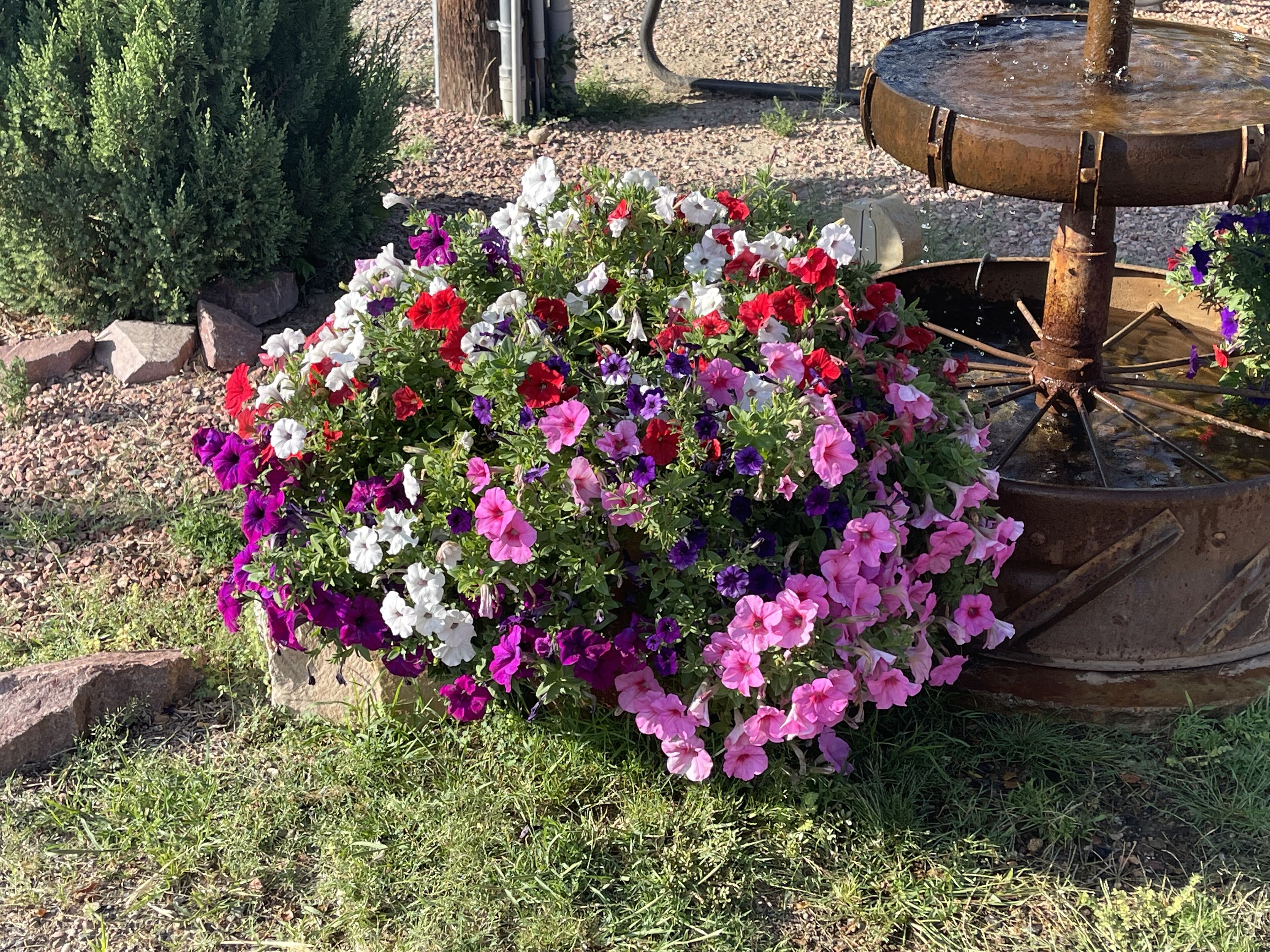 Un jardin agrémenté de nombreuses fleurs aux couleurs vives et d’une fontaine d’eau au style rustique.