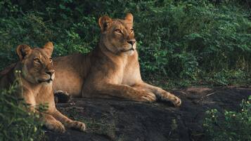 Safari