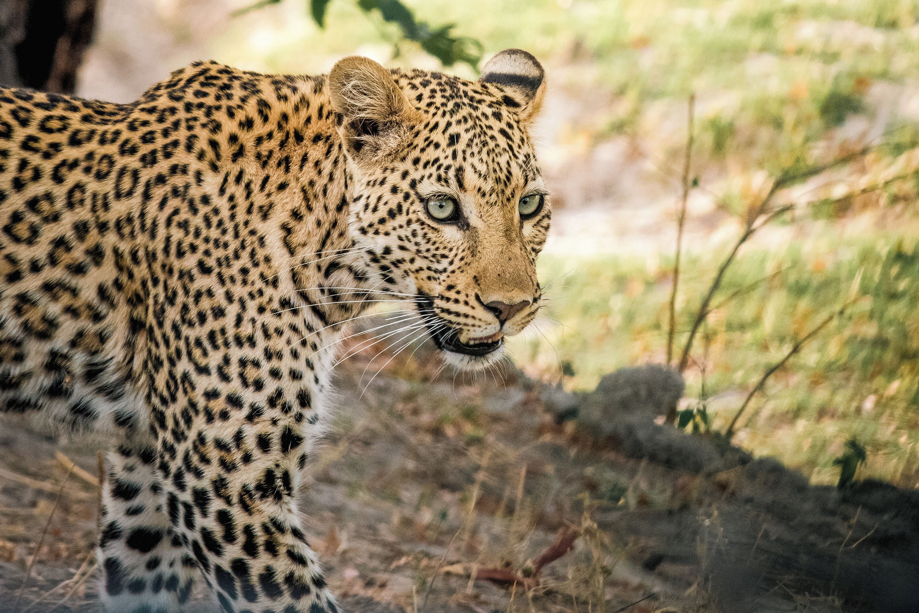 Um leopardo de pelagem manchada, em um ambiente natural com grama seca e árvores.
