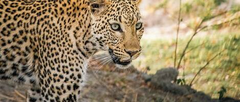 Un leopardo de pelaje moteado, de pie en un entorno natural con hierba seca y árboles.