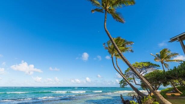 A beach with palm trees and ocean waves.