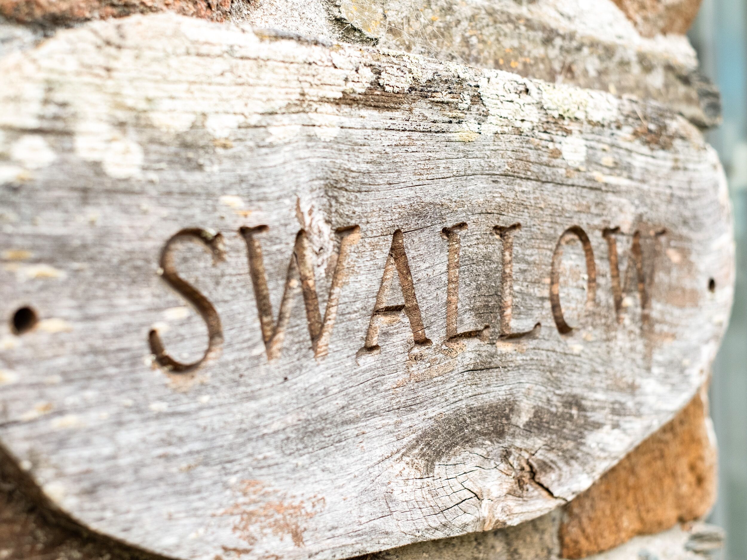 A wooden sign with the word "SWALLOW" carved into it.